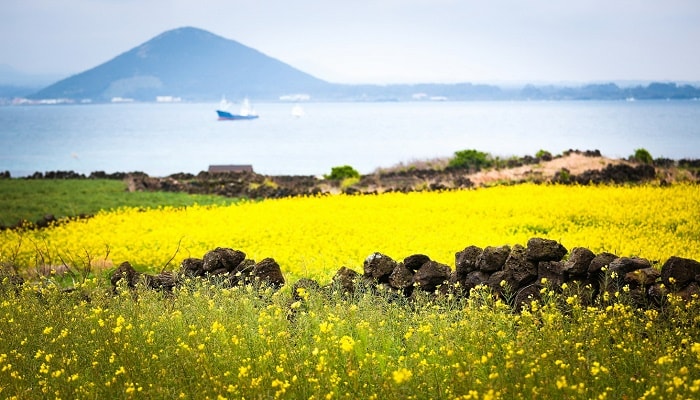 DU LỊCH HÀN QUỐC - JEJU ONLY MÙA HOA CẢI DẦU